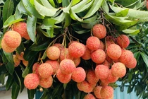 Vải thiều mất mùa, nông dân Bắc Giang vẫn kiếm tiền kỷ lục