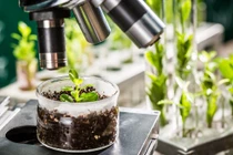 Châu Âu cởi mở hơn với cây trồng chỉnh sửa gen?