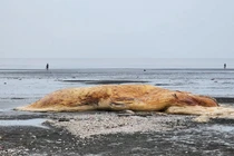 Nghệ An: Phát hiện xác cá voi nặng hơn 10 tấn dạt vào bờ biển