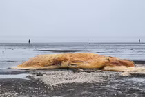 Nghệ An: Phát hiện xác cá voi nặng hơn 10 tấn dạt vào bờ biển