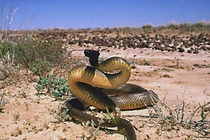 Top 10 loài rắn hiểm độc nhất quả đất, có con là "quan tài di động" 