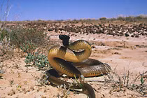 Top 10 loài rắn hiểm độc nhất quả đất, có con là "quan tài di động" 