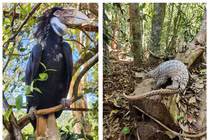 14 loài động vật cực hiếm được thả về rừng tự nhiên