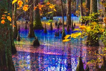 Mê đắm cảnh thần tiên ở “đầm lầy cầu vồng” đẹp nhất thế giới 