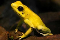 Sinh vật tí hon sở hữu làn da kịch độc