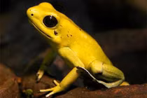 Sinh vật tí hon sở hữu làn da kịch độc