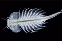 Sinh vật sống dai nhất quả đất, đun sôi 100 độ vẫn sống "nhăn" 