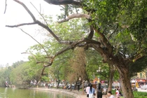 Định giá cây sưa đỏ ở Bờ Hồ sắp bị đốn hạ