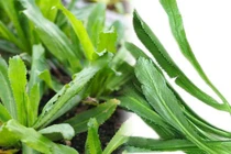 Mùi tàu "quét" mỡ máu?