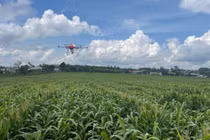 Cà phê Thuận An: Đưa máy bay không người lái áp dụng canh tác cà phê