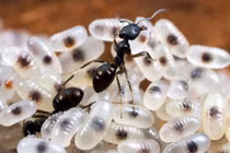 Ăn bánh trứng kiến, bệnh nhi bị sốc phản vệ độ 2