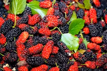 Lợi ích sức khỏe bất ngờ của quả dâu tằm