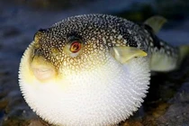 5 người ngộ độc, 1 người tử vong sau ăn cá nóc: Phòng tránh thế nào?