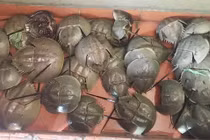 “Ăn sam thì bổ, ăn so thì khổ” – nguy hiểm từ độc tố Tetrodotoxin