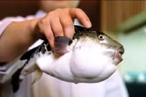 3 người nhập viện sau khi ăn cá nóc trong bữa nhậu