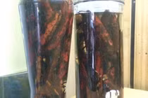 Uống rượu ngâm quả bòi vịt, 3 người trong một gia đình nhập viện cấp cứu