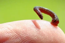 Suýt mất mạng vì... vết cắn nhỏ