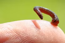 Suýt mất mạng vì... vết cắn nhỏ