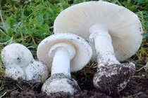 Phòng ngừa, cách nhận biết ngộ độc nấm