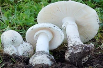 Phòng ngừa, cách nhận biết ngộ độc nấm