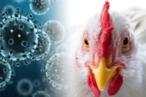 Bé gái 8 tuổi bị viêm não hiếm gặp do... virus cúm gia cầm H5N1