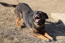 Đắp tỏi, lá me khi bị chó cắn, người đàn ông tử vong vì bệnh dại