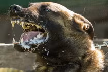 Quan niệm sai lầm khiến nhiều người tử vong vì bệnh dại