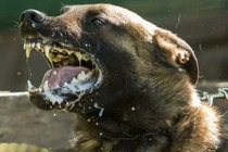 Quan niệm sai lầm khiến nhiều người tử vong vì bệnh dại