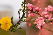 Bắc đào Nam mai: Tại sao lại có sự khác biệt?