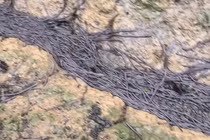  Hàng triệu con giun nối hàng dài bò lỏm ngổm, báo hiệu điều gì? 