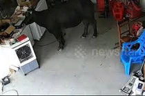 Trâu dữ nổi điên tấn công người giữa phố và cái kết đắng lòng 