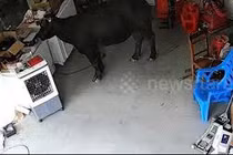 Trâu dữ nổi điên tấn công người giữa phố và cái kết đắng lòng 