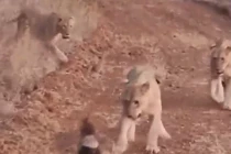 Lửng mật một mình “cân” 4 sư tử và cái kết khiến ai cũng "ngã ngửa"