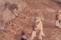 Lửng mật một mình “cân” 4 sư tử và cái kết khiến ai cũng "ngã ngửa"