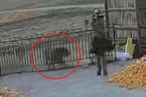 Thót tim hổ dữ cào cửa định xông vào nhà tấn công người 