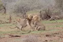 Hai sư tử đực hỗn chiến giành bạn tình và cái kết cực bất ngờ 