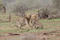 Hai sư tử đực hỗn chiến giành bạn tình và cái kết cực bất ngờ 