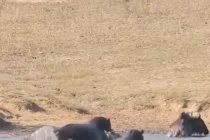 Cá sấu hung hăng tấn công linh dương đầu bò, hã mã lập tức cứu nguy 