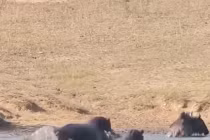 Cá sấu hung hăng tấn công linh dương đầu bò, hã mã lập tức cứu nguy 