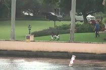 Chó robot được huy động tuần tra quanh dinh thự của ông Trump