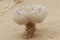 Nấm lạ bất ngờ trồi lên giữa sa mạc, sự thật khiến ai cũng giật mình 