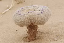 Nấm lạ bất ngờ trồi lên giữa sa mạc, sự thật khiến ai cũng giật mình 