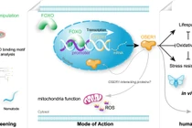 Nghiên cứu mới, Gen mới phát hiện ảnh hưởng đến tuổi thọ của con người?