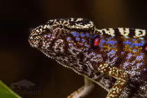 Tắc kè hoa ngỡ tuyệt chủng hơn trăm năm trước bất ngờ hiện hình 