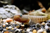 Loài cá tí hon nghìn năm tuổi trong truyền thuyết bất ngờ lộ diện 