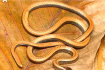 Phát hiện loài rắn hổ nước kỳ lạ, chỉ Việt Nam mới có 