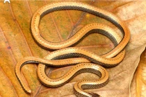 Phát hiện loài rắn hổ nước kỳ lạ, chỉ Việt Nam mới có 