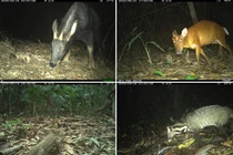 Đặt bẫy ảnh, ngỡ ngàng phát hiện loạt động vật quý hiếm tại Xuân Liên