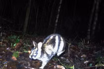 Loài thỏ quý hiếm nhất thế giới, chỉ xuất hiện ở dãy Trường Sơn