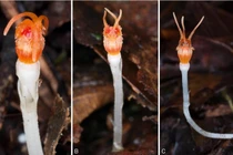 'Đèn lồng cổ tích' cực hiếm tái xuất sau 13 năm